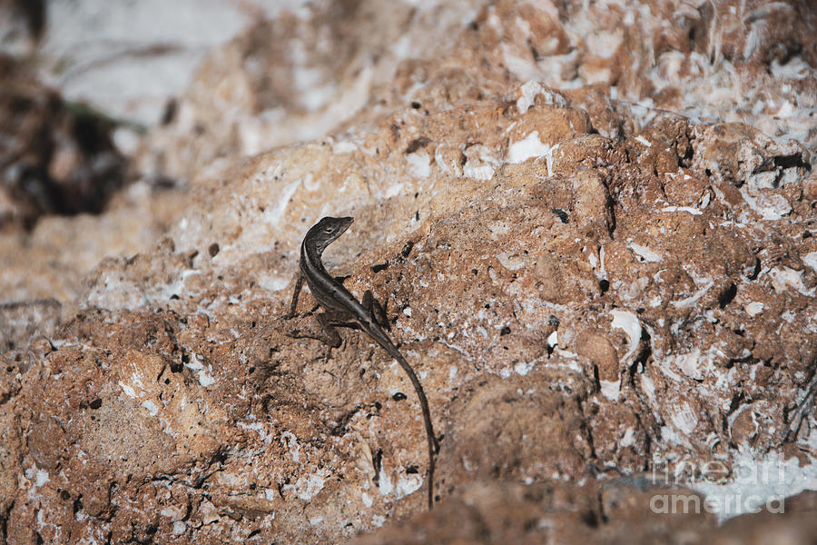 Lizard Rock Colorized Reptile / Animal / Wildlife Photograph Photograph by PIPA Fine Art - Simply Solid