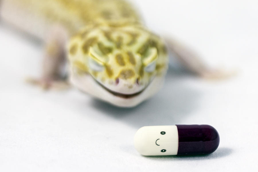 Lizard smile with happy pill Photograph by Fernando Trabanco Fotografía