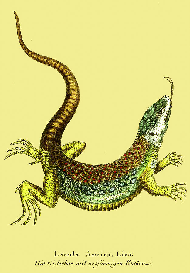 Lizard, Vintage Reptile Drawing Drawing by Lorena Cassady