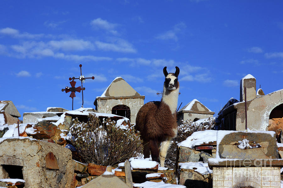Llama among tombs in Milluni cemetery Bolivia Photograph by James Brunker
