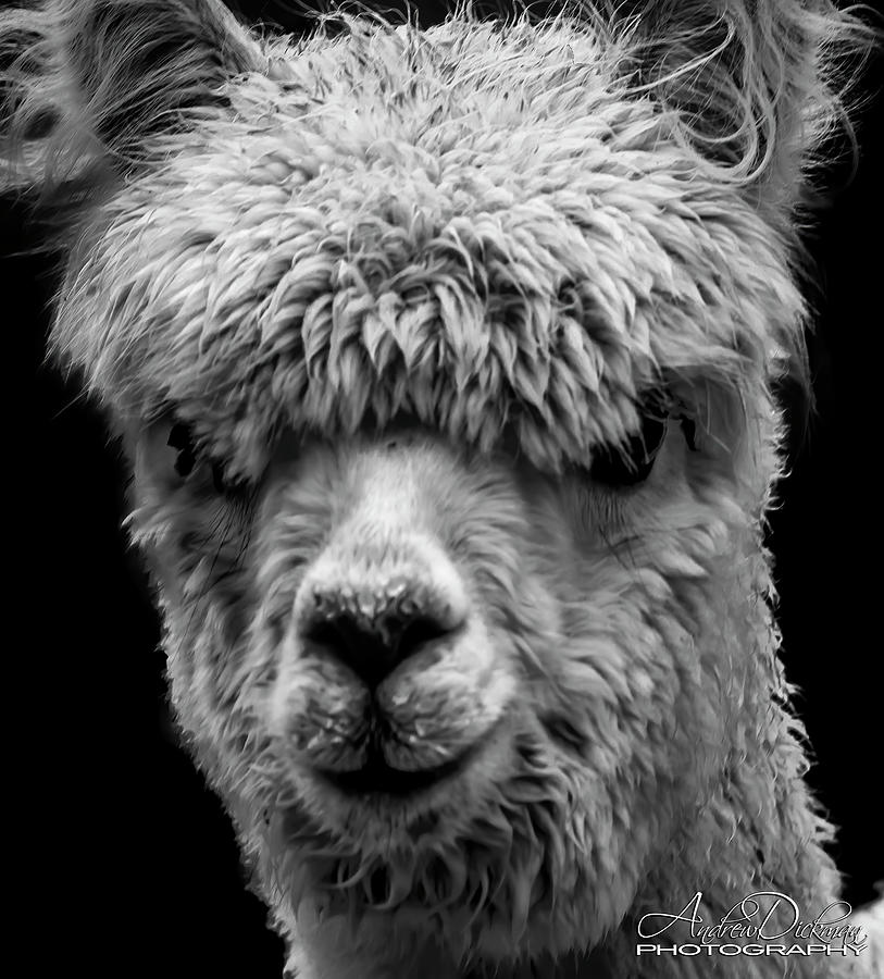 Llama  Photograph by Andrew Dickman