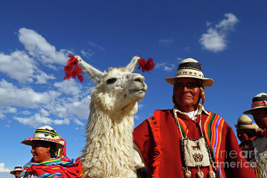 Llama Beauty Contest Competitor Bolivia Photograph by James Brunker