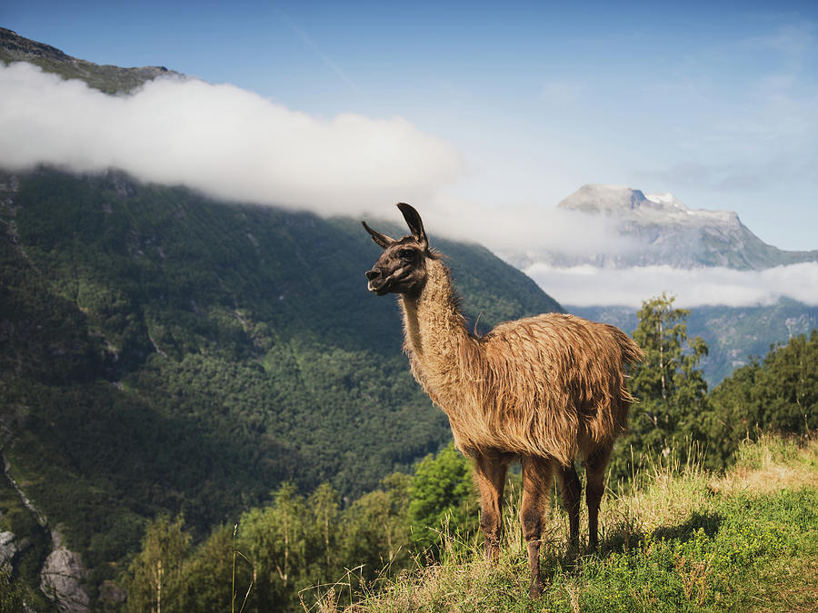 Nature Photograph - Llama in Mountain Landscape by Nicklas Gustafsson