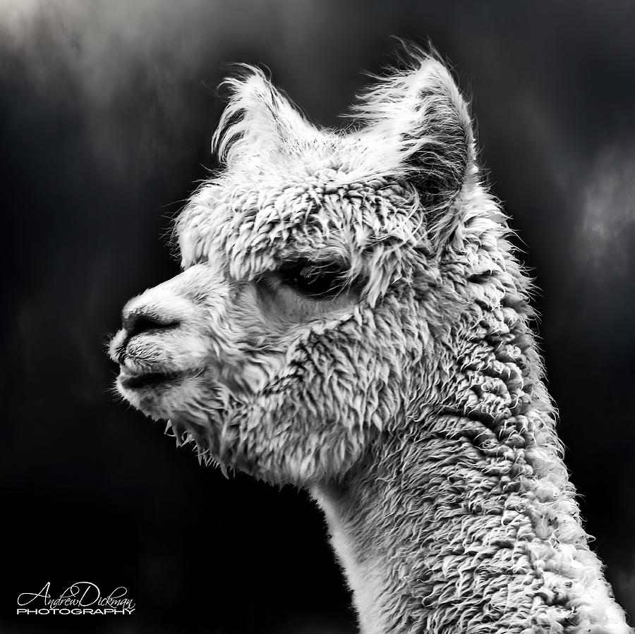 Llama Life Photograph by Andrew Dickman