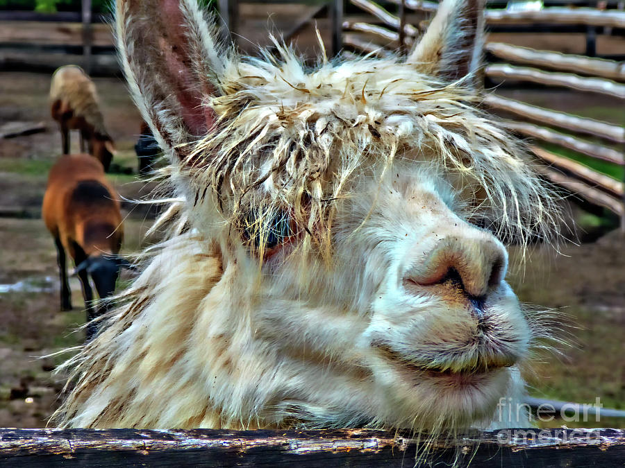 Llama Llama Ding Dong Photograph by Al Bourassa