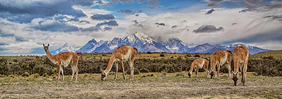 Mountain Photograph - Llama Luncheon by Stephanie Millner
