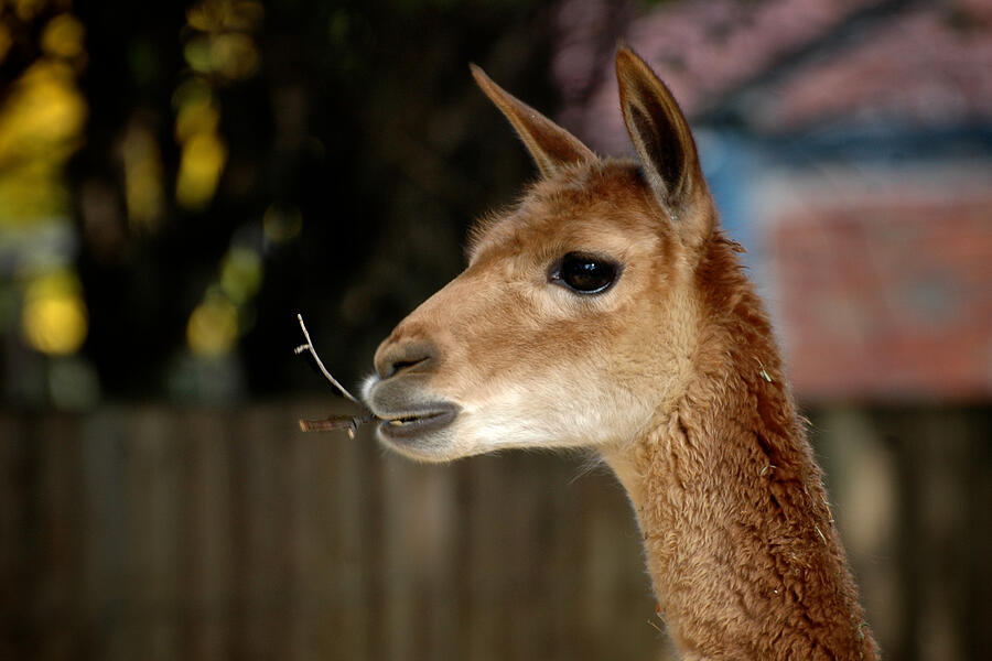 Llama Photograph by Marie.L.Manzor Llama Photograph by Marie.L.Manzor