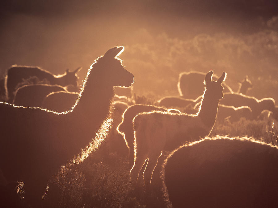 Llama Photograph by Peter Boehringer