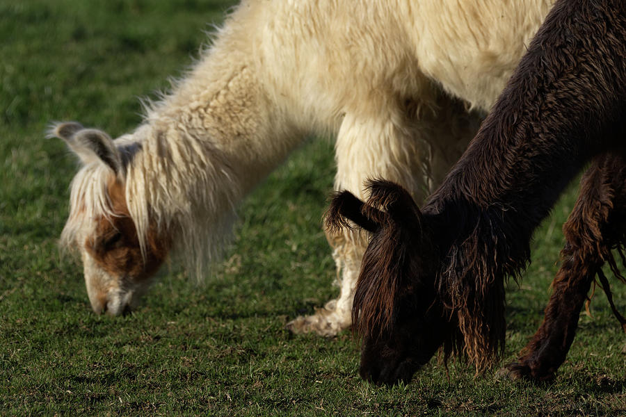 Llama Side-by-Side Photograph by Flinn Hackett