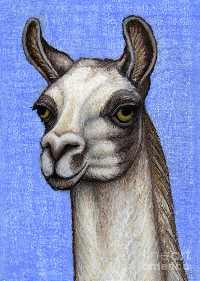 Llama Smirk Painting by Amy E Fraser