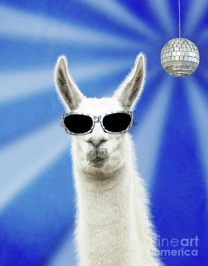 Llama Wearing Sunglasses With Disco Ball Photograph By John Daniels Pixels