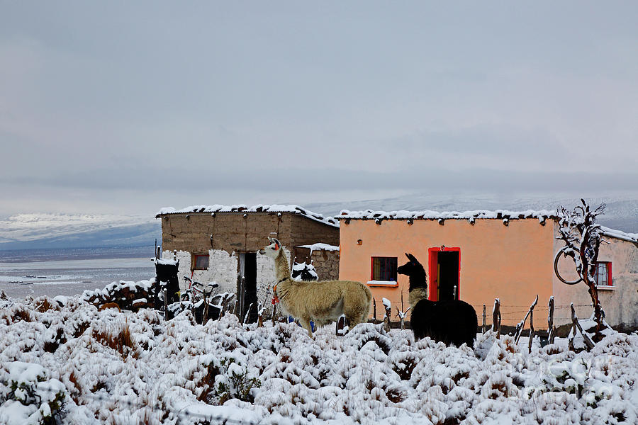 Llamas and pink house in the snow Bolivia Photograph by James Brunker