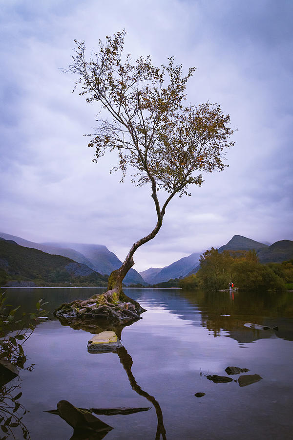 Llanberis Lonely Tree, Snowdonia, North Wales Photograph by Liam ...