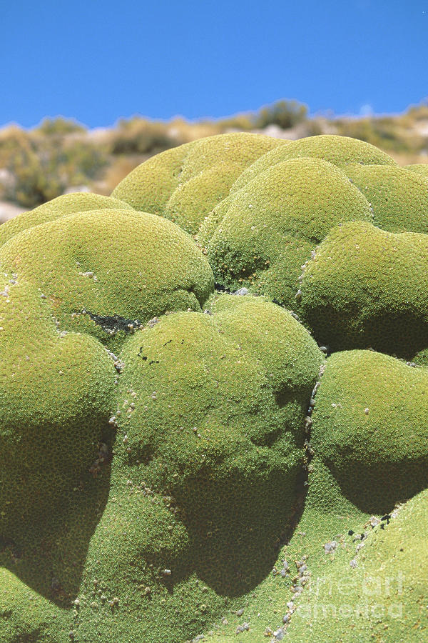 Llareta plants Bolivia 3 Photograph by Rudi Prott - Pixels