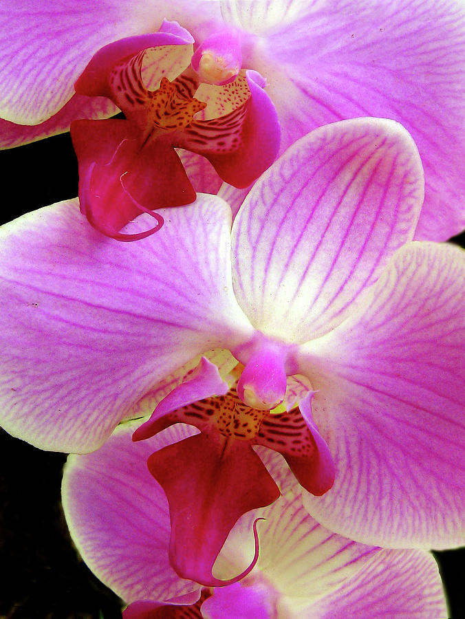 Phalaenopsis Orchid Duo Photograph by Jessica Jenney