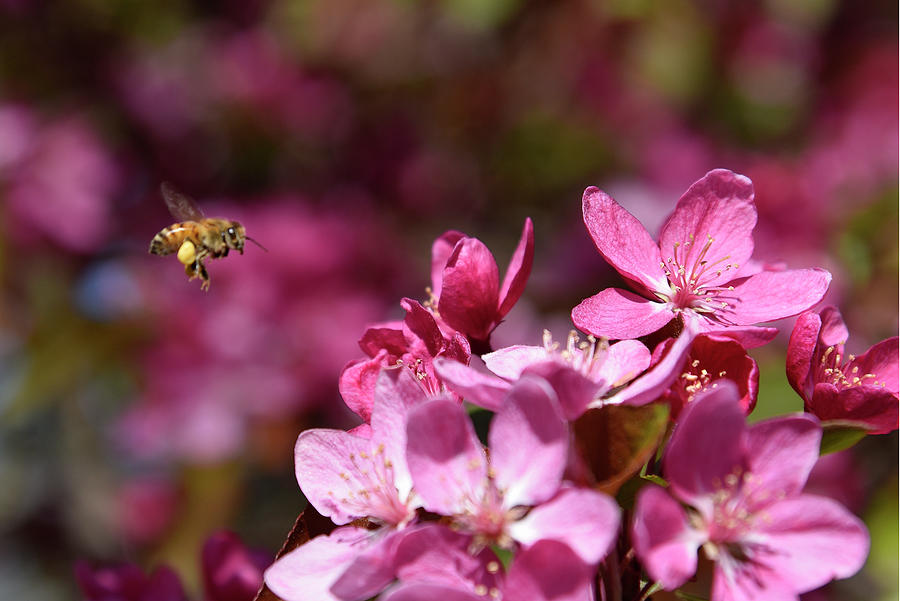 Loaded Honey Bee Photograph