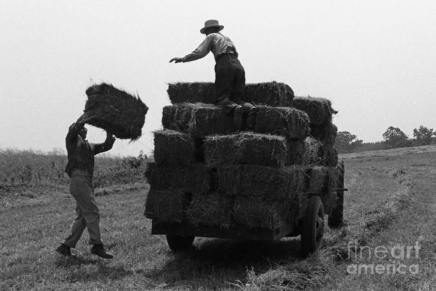 Black And White Photograph - Loading Hay the Ole Time Way by Rodger Painter