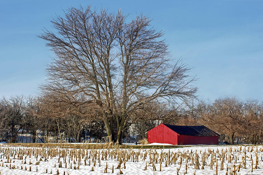 Loafing Shed in Winter - Nebraska Barn Photograph by Nikolyn McDonald