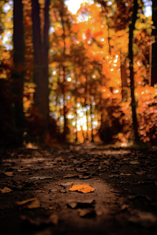 Loan Leaf Photograph by Brett Rinck - Fine Art America