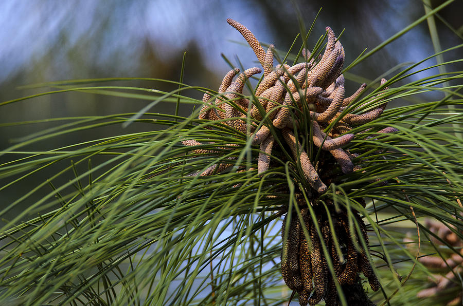 loblolly pine loblolly pine