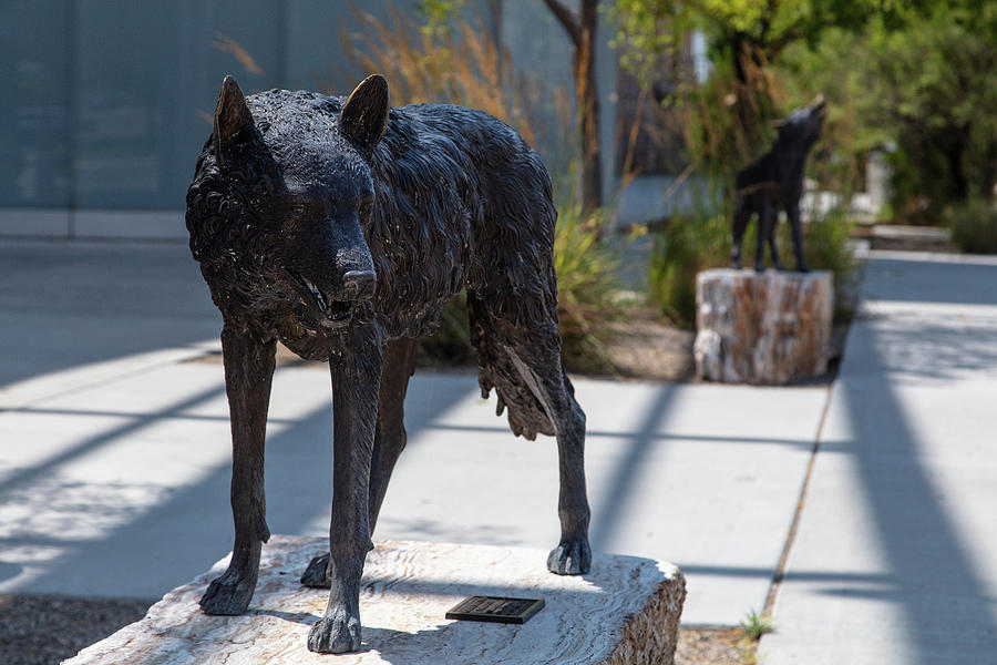 Lobo statue on the campus of the University of New Mexico Photograph by Eldon McGraw