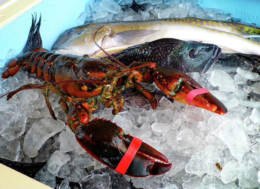 Lobster Black Bass Cod Digital Art by Dee Flouton