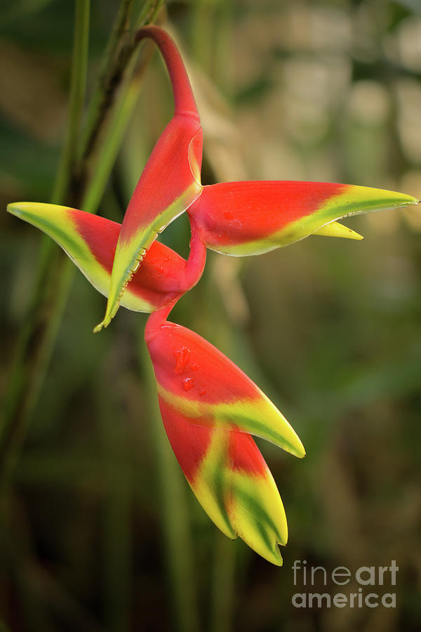 Flowers Still Life Photograph - Lobster Claw Heliconia by Nancy Gleason