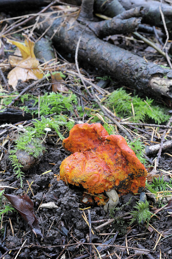 Lobster Mushroom, Hypomyces lactifluorum, on the floor of temperate forest Photograph by Kevin Oke