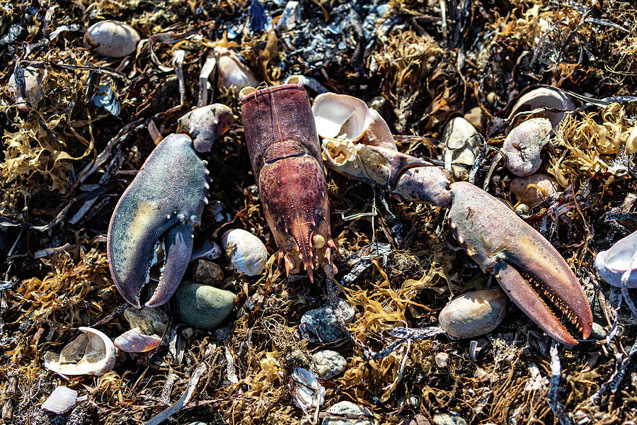 Lobster Parts Photograph by Denise Kopko