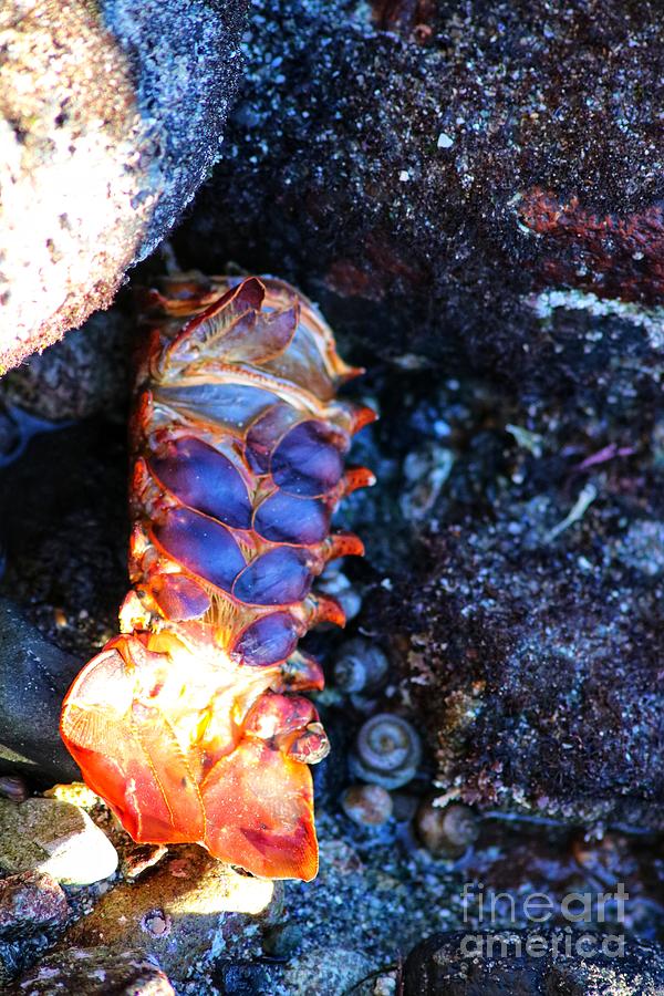 Lobster Tail  Photograph by LaDonna McCray