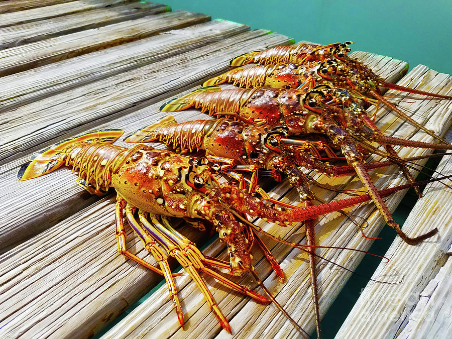 Lobsters on the dock Photograph by Aron Stano Pixels