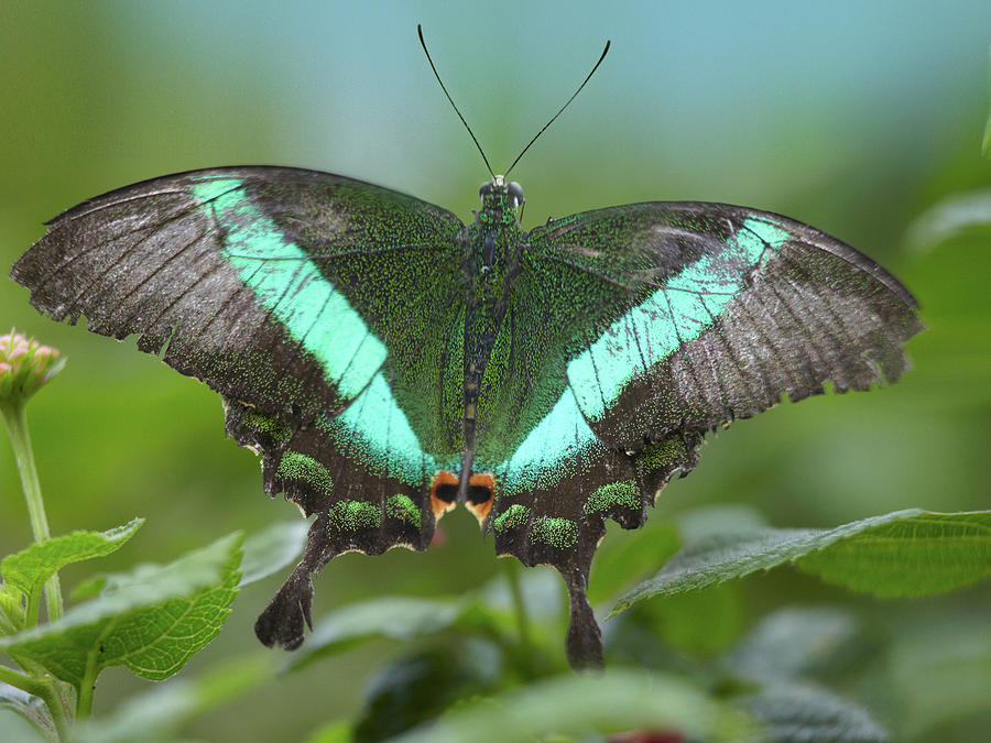 Local Queen butterfly, Papilio daedalus Photograph by Tim Fitzharris ...