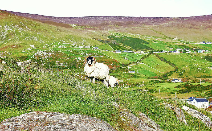 Local Resident - Glencolmcille, County Donegal Photograph by Lexa Harpell