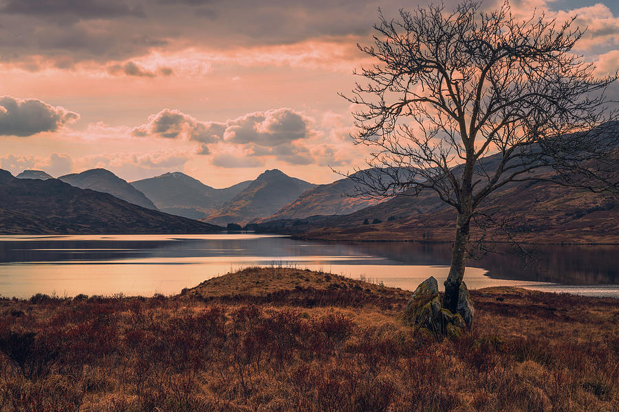 Loch Arklet tree Photograph by Daniel Letford