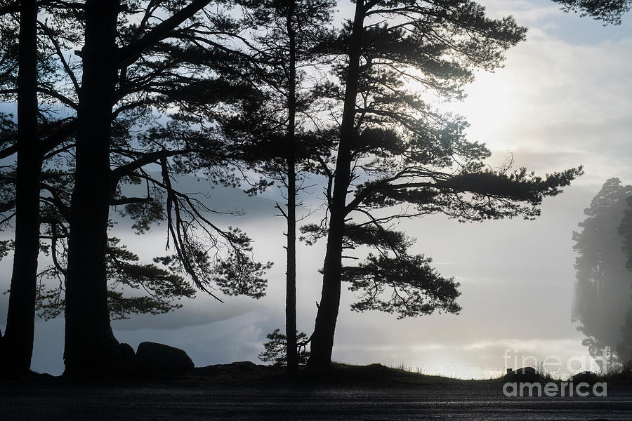 Loch Garten Trees in the Mist Photograph by Tim Gainey