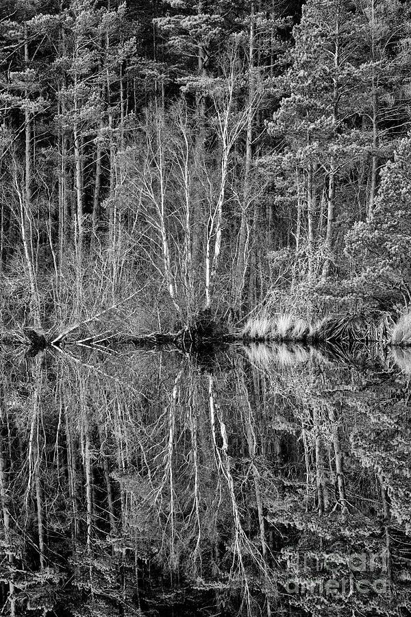 Loch Garten Winter Trees Monochrome Photograph by Tim Gainey
