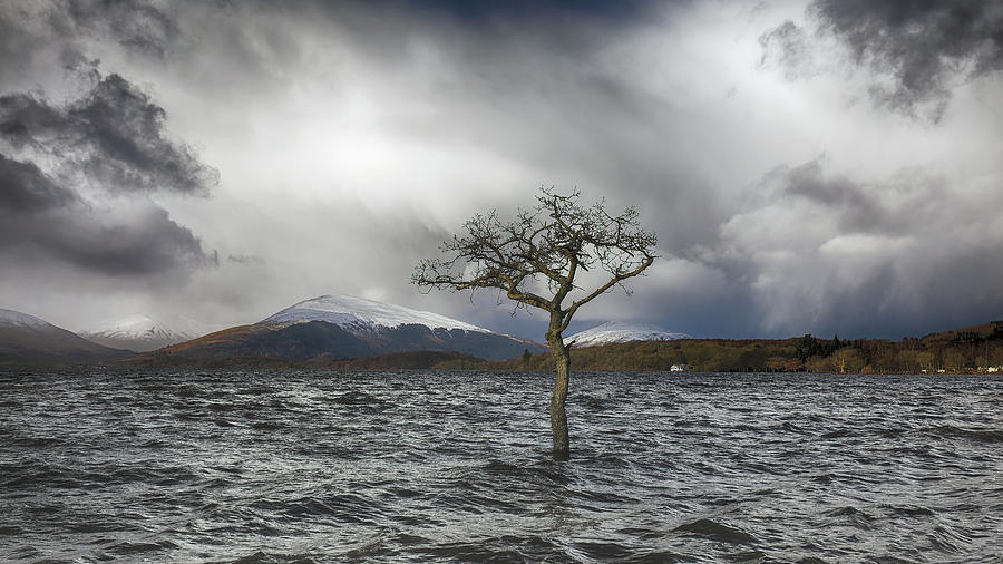Loch Lomond Tree -Milarrochy Bay Photograph by Grant Glendinning