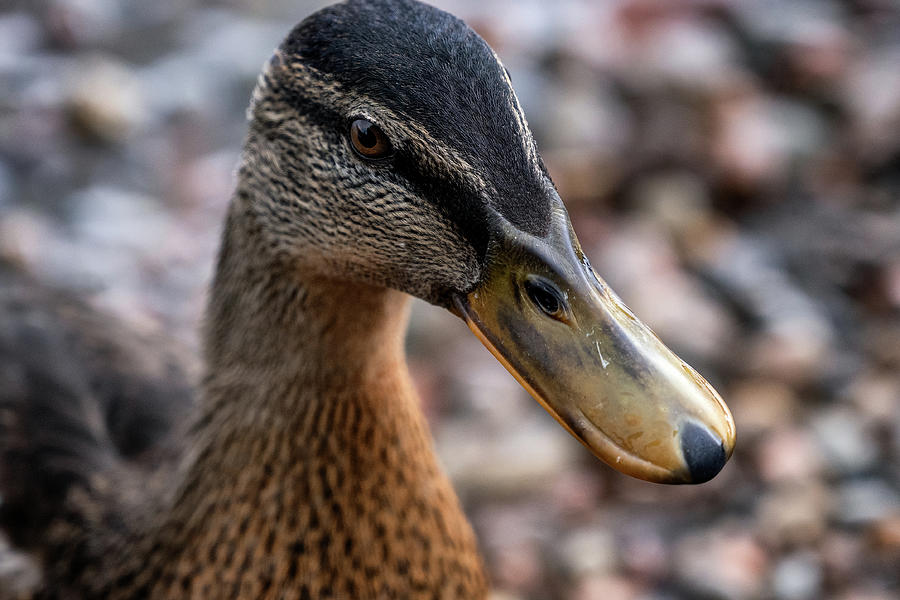 Loch Ness Duck Photograph by Pablo Lopez - Fine Art America