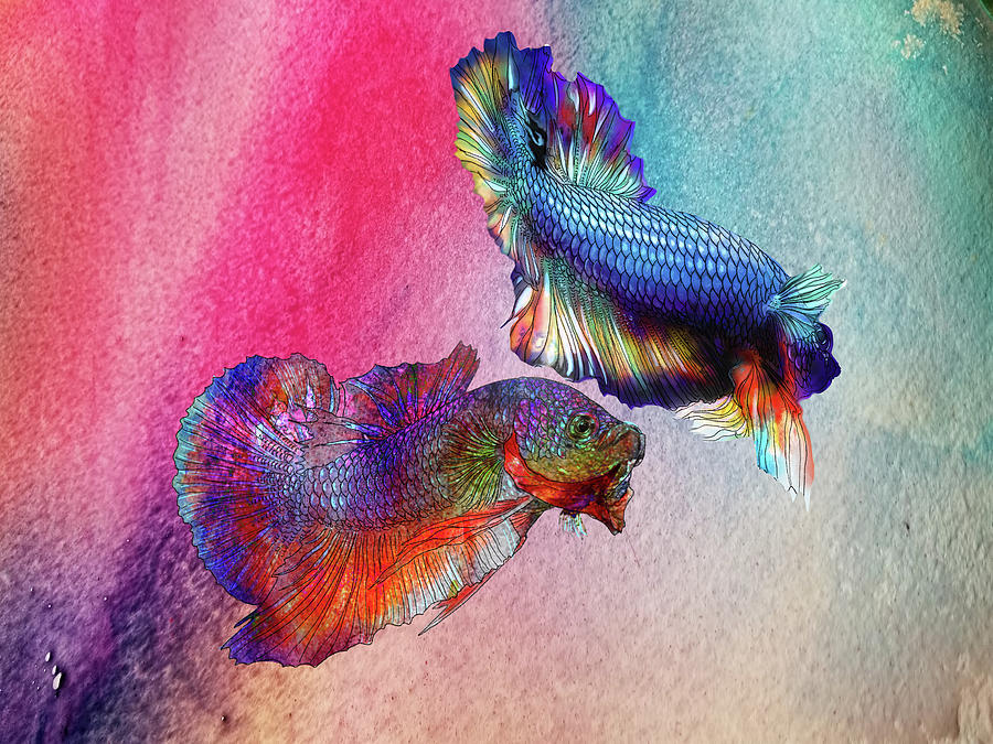 Lockdown Betta #2 Painting by Betta Painter - Fine Art America