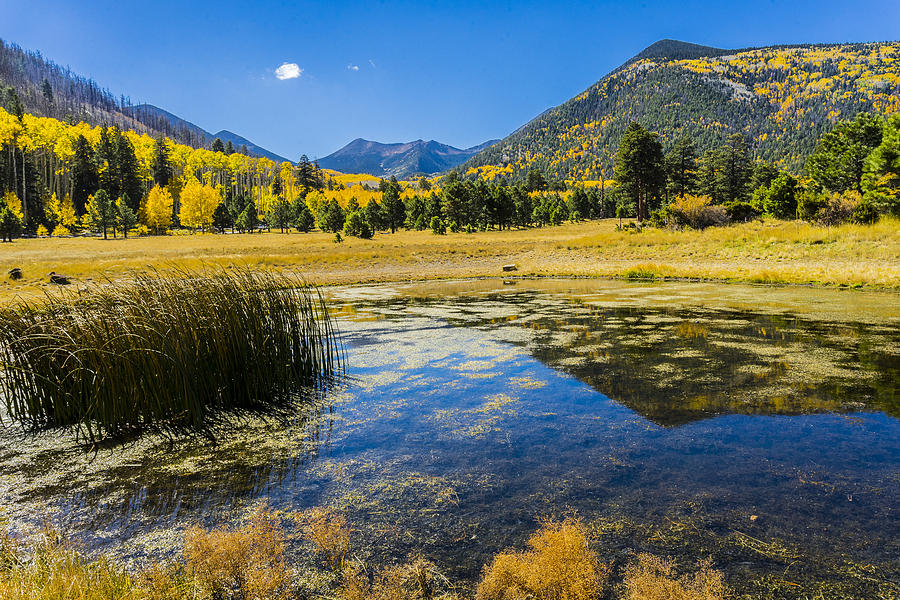Lockett Meadow in the Fall Photograph by Thomas Roche