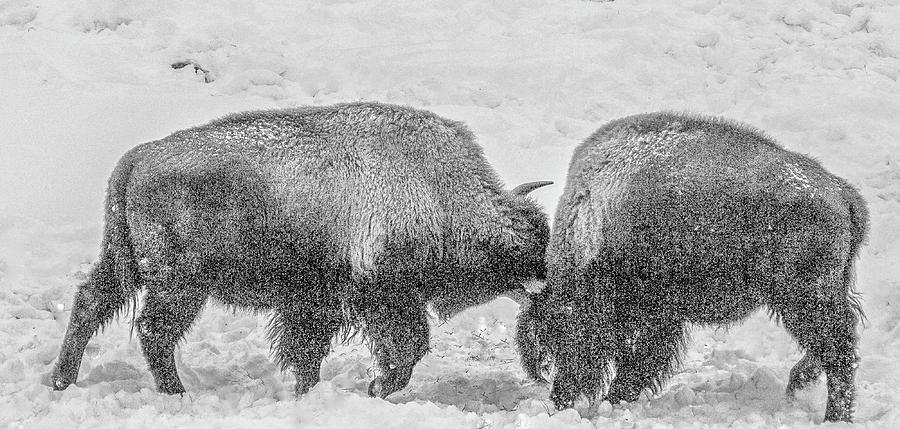 Locking Horns Photograph by Michael DeGrenier Locking Horns Photograph by Michael DeGrenier