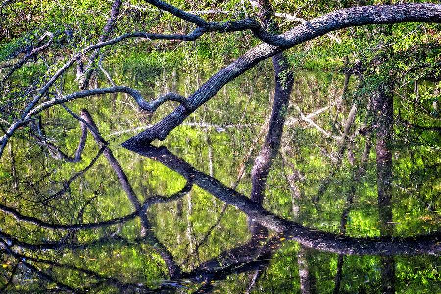 Locust Cove Nature Abstract Photograph by Brian Wallace