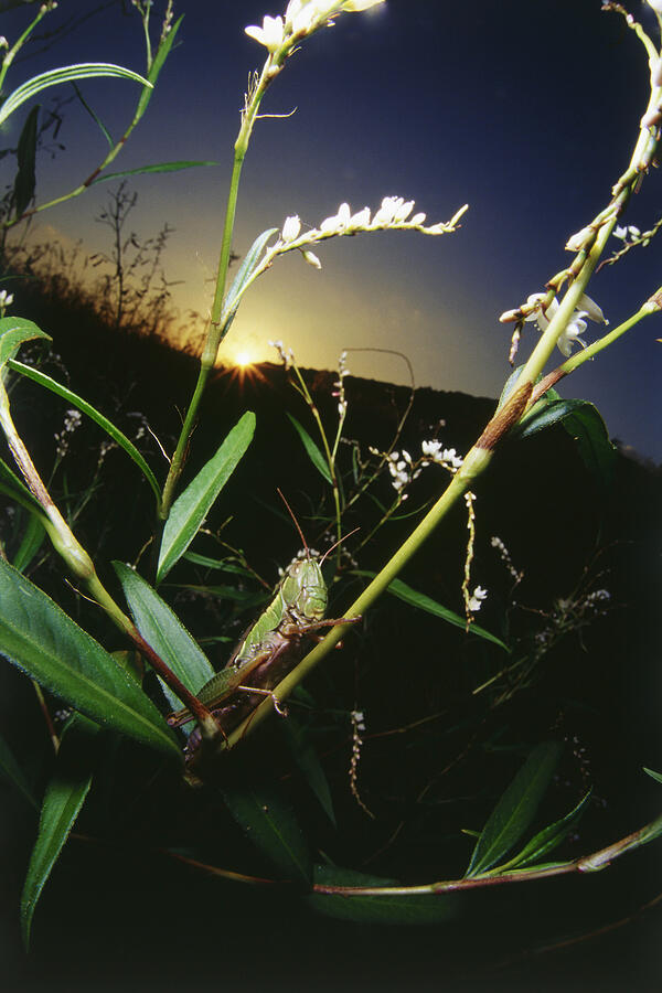 Locust on stem at sunset Photograph by Dex Image