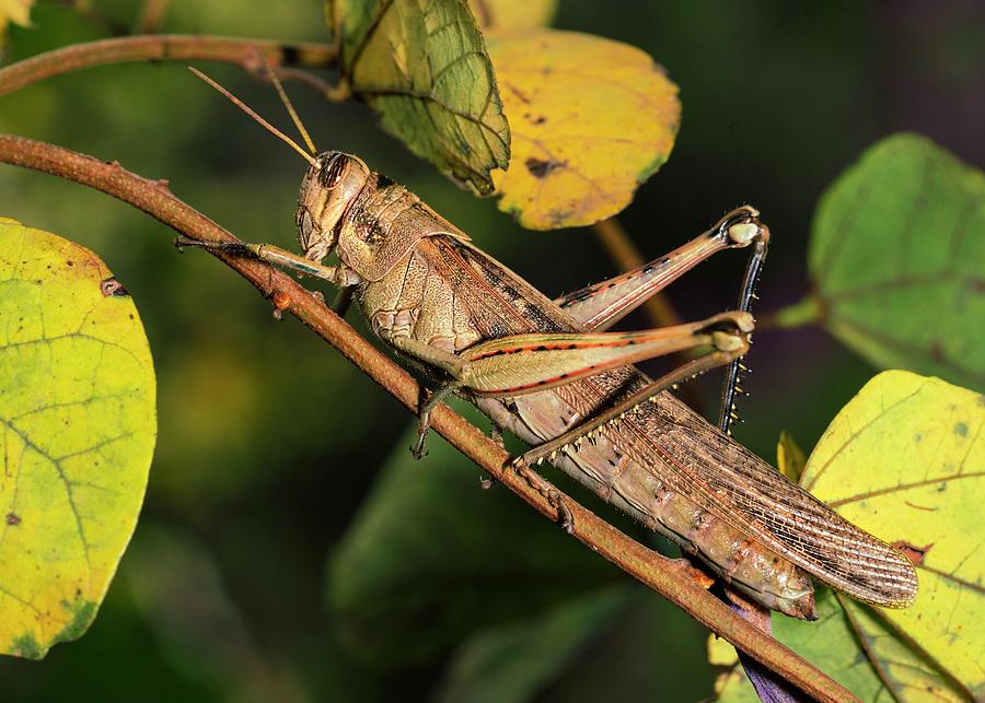 Locusts Short-Horned Grasshopper Photograph by Daniel Mar | Fine Art ...