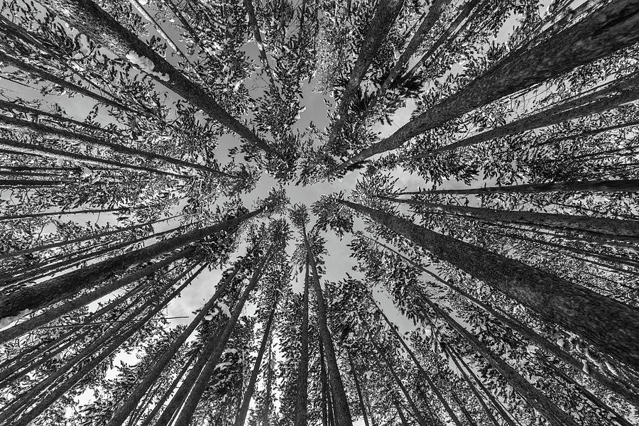 Lodgepole forest, Yellowstone National Park Photograph by The ...