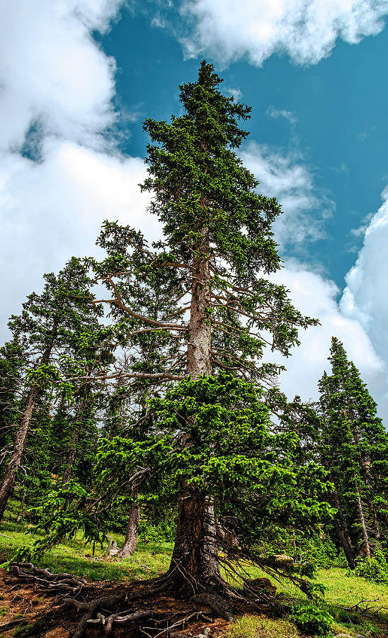 Lodgepole Pine On Pikes Peak 2014 Photograph