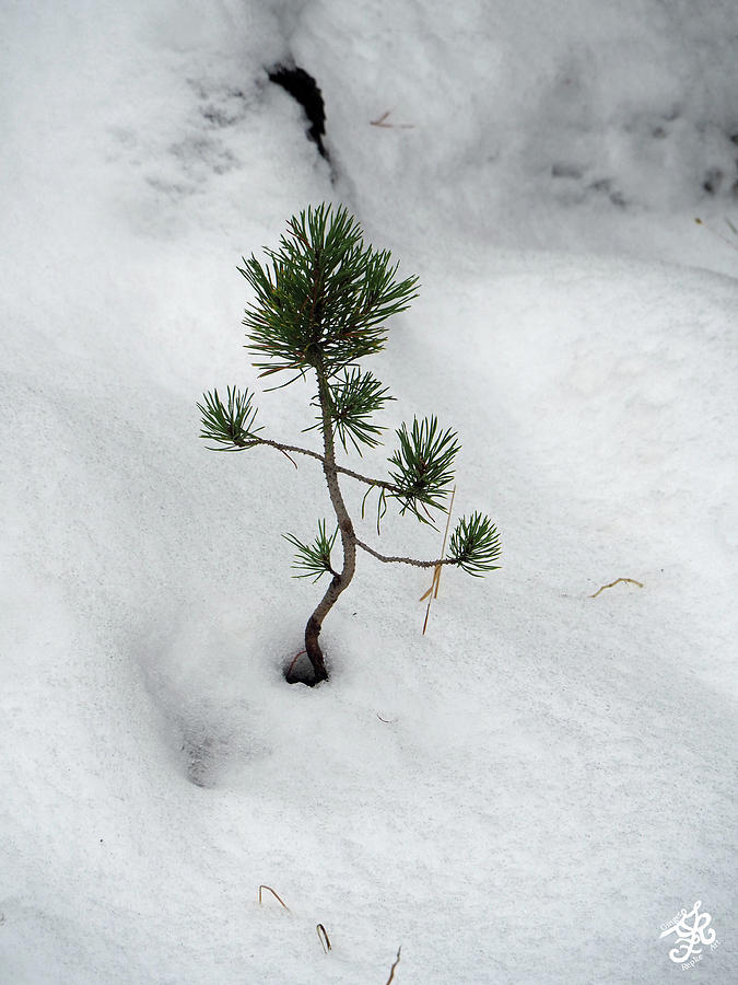 Lodgepole Sapling Photograph by Ginger Repke