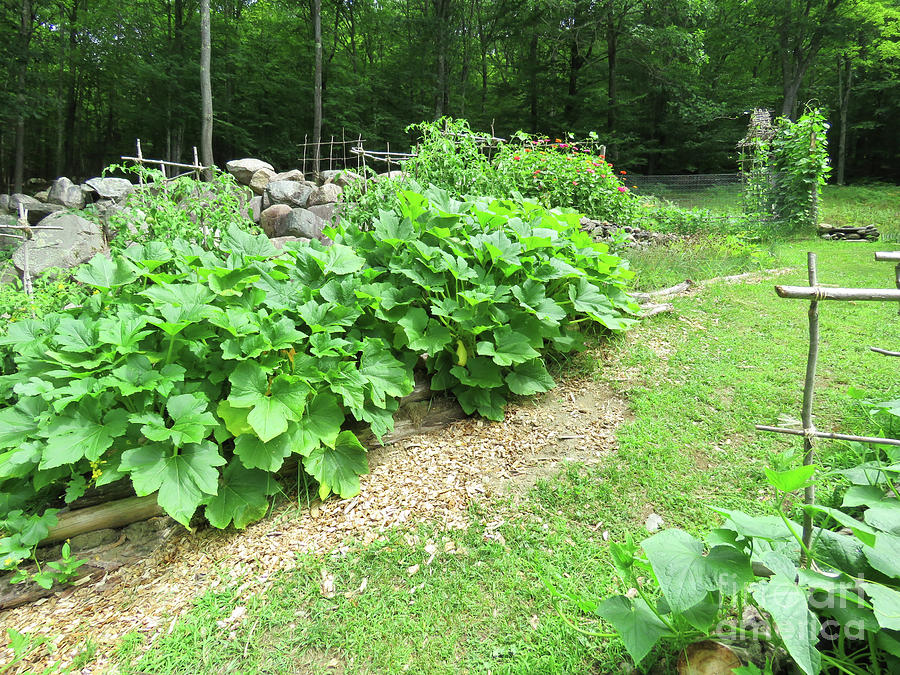 Log and Sod Squash Garden Terraces. Featuring Summer Squash in Late July. The Victory Garden. Photograph by Amy E Fraser
