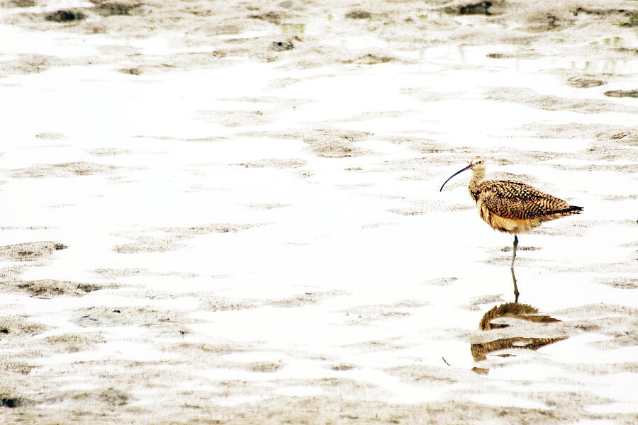 Log Billed Curlew at Bolsa Chica Photograph by Ruth Jolly