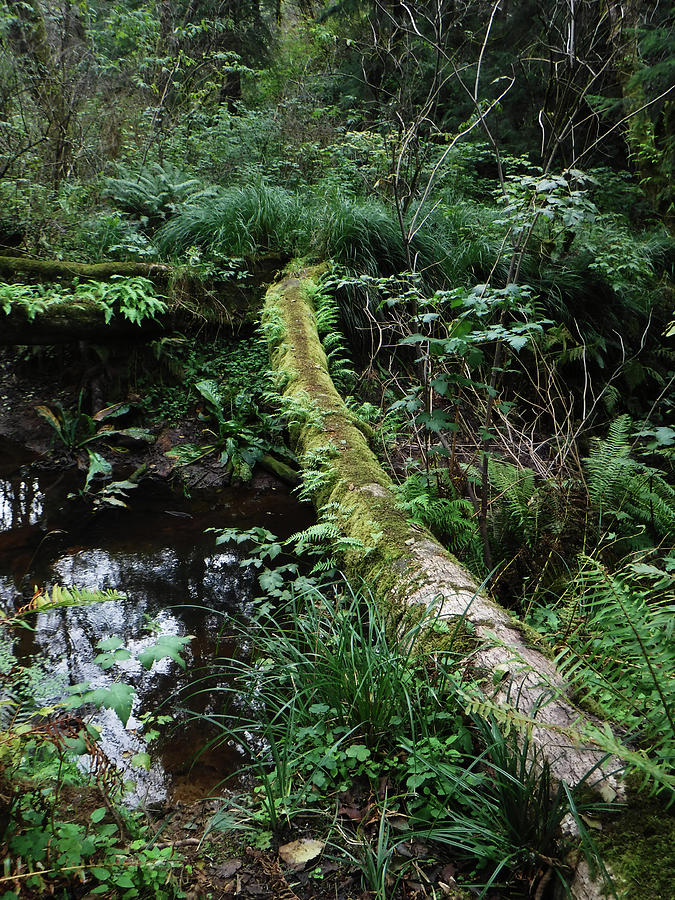 Log Bridge Deep in the Woods Photograph by HW Kateley
